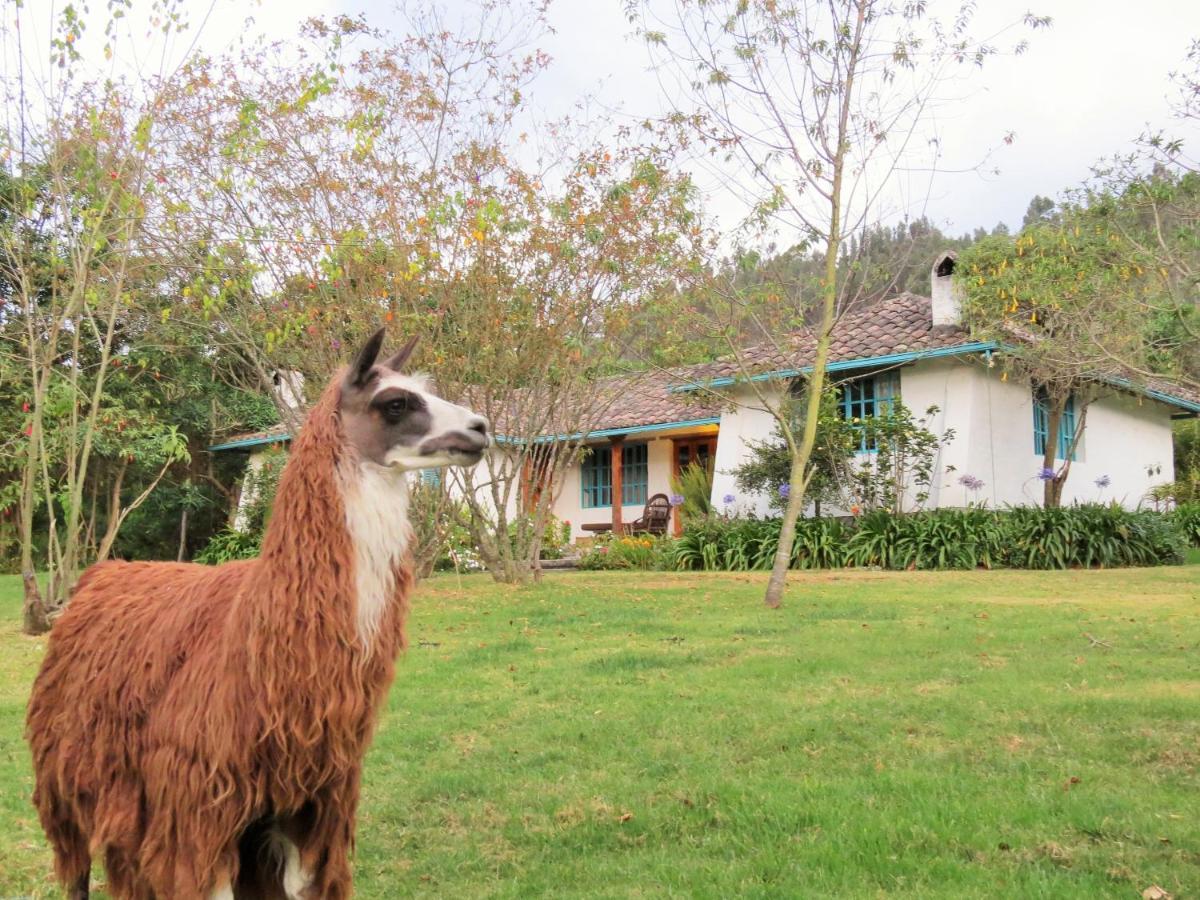 Las Palmeras Inn Otavalo Exteriér fotografie